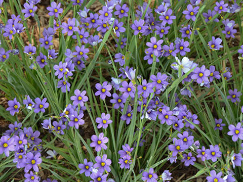 Blue-eyed grass flowers